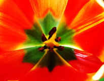 Photo of a tulip with increased detail