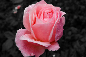 Pink rose on black and white background after color isolation