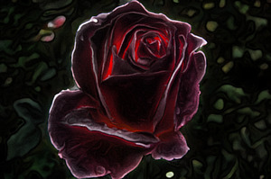 Dark fairy picture of rose