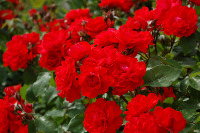 Маленькая фотография куста красных роз