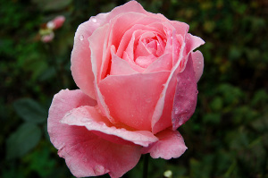 Pink rose photo