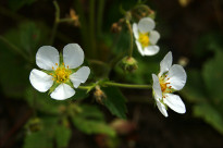 Flowers of strawberries