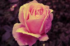 Pink-yellow color filter