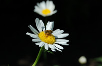 Bee on daisy