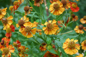 Orange flowers after the rain